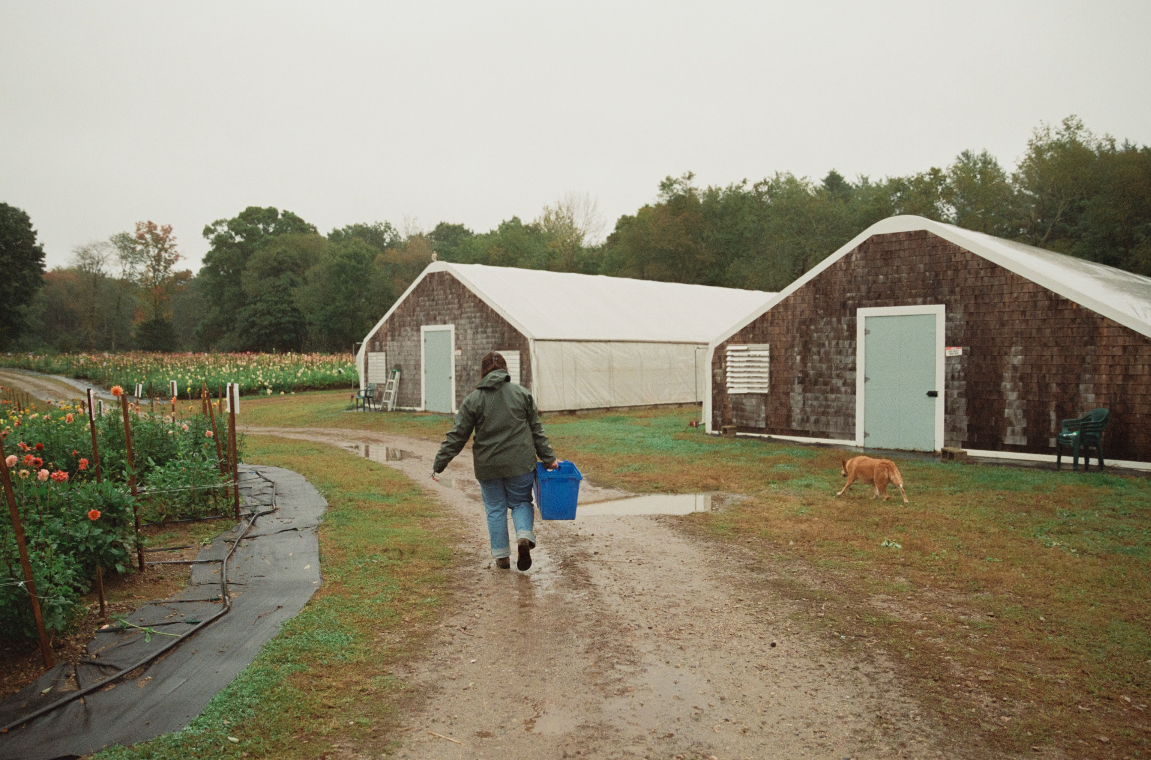 Person walking with a dog on a farm path towards a barn.