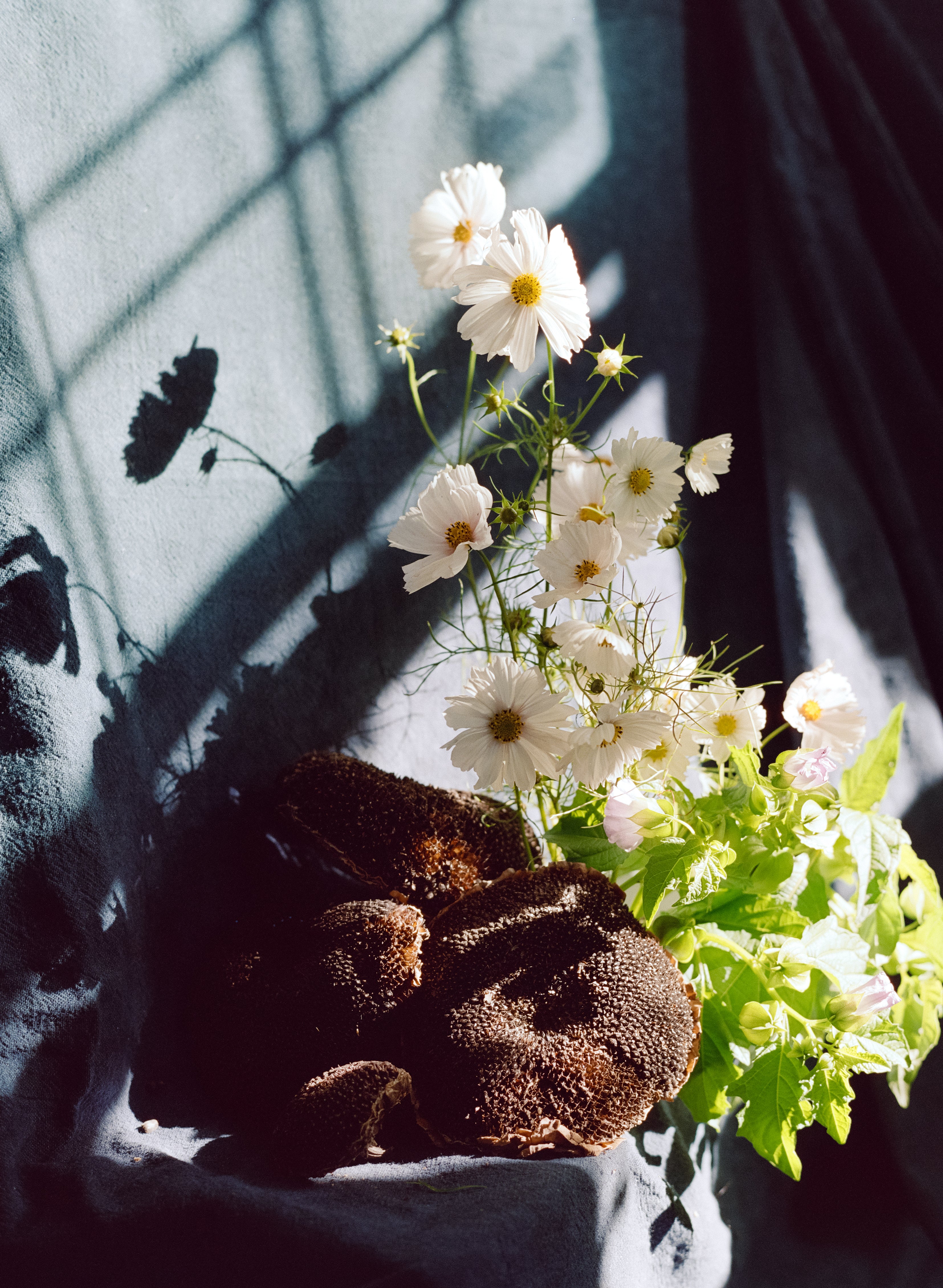White flowers with green leaves on a textured surface with shadows