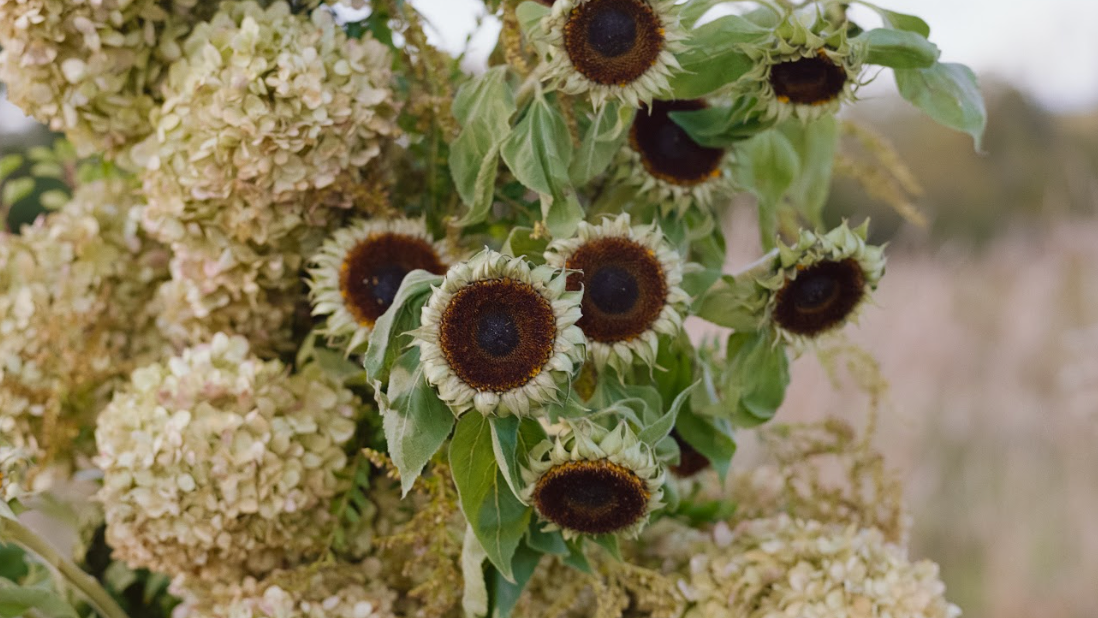 Close-up of sunflowers with green leaves and a blurred background