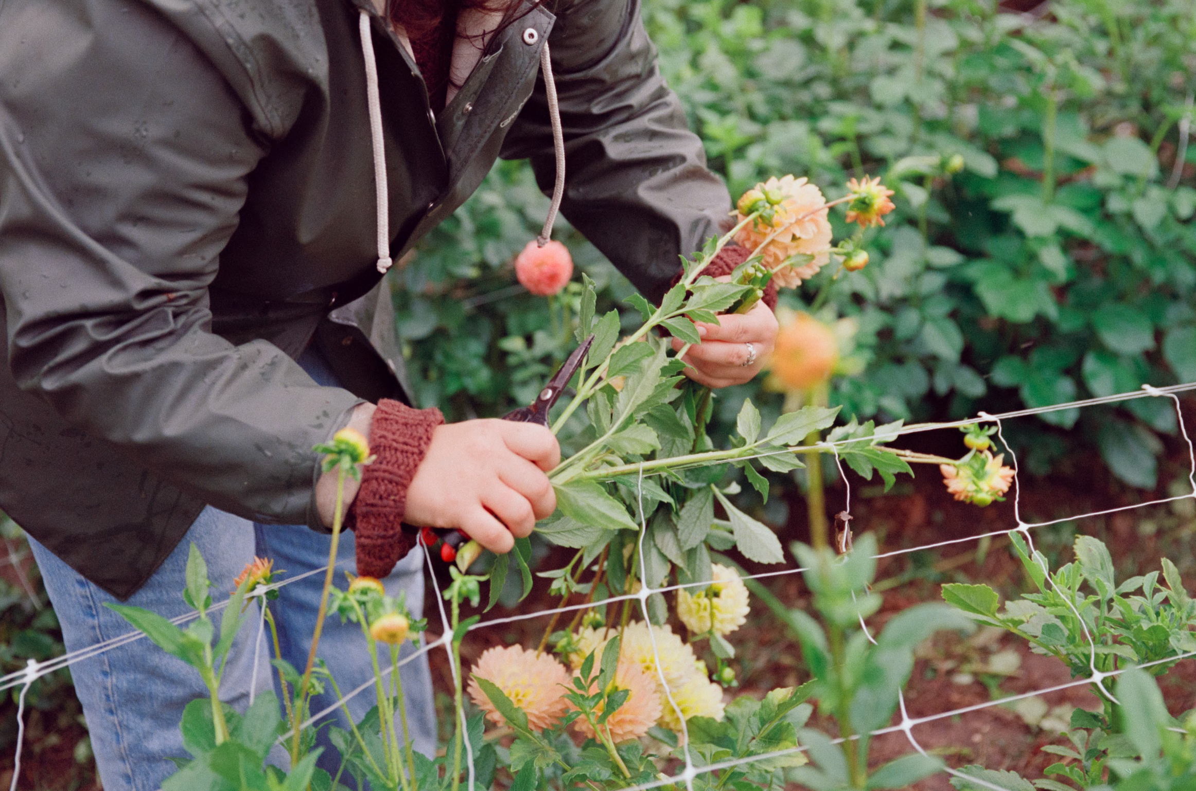 Person pruning flowers in a garden