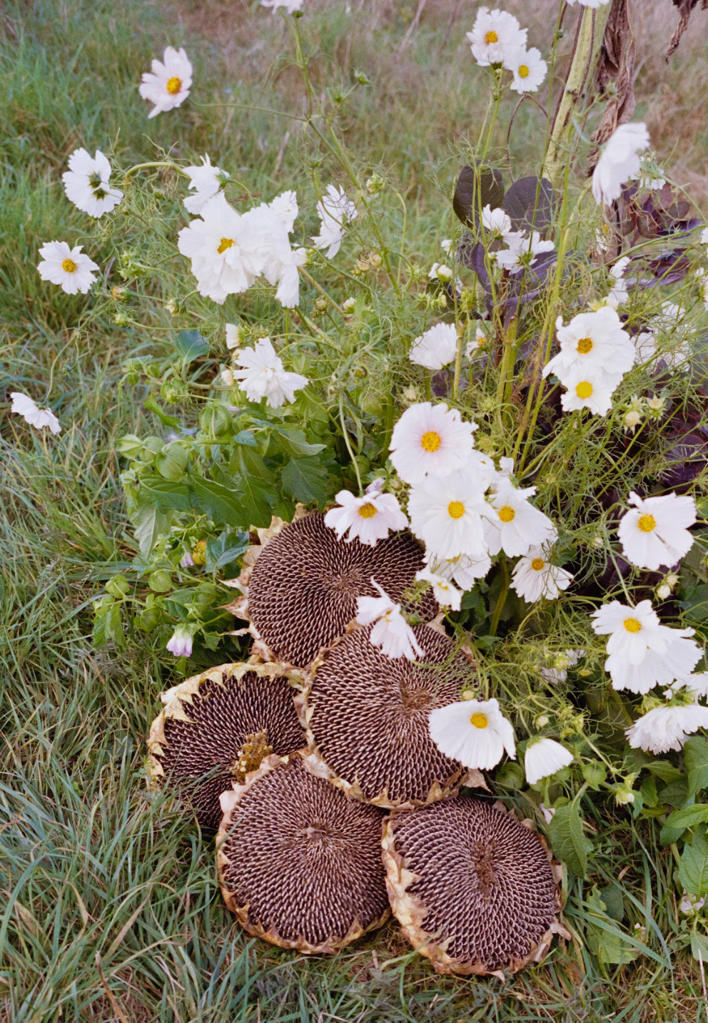 Brown seed heads and white flowers on a grassy background